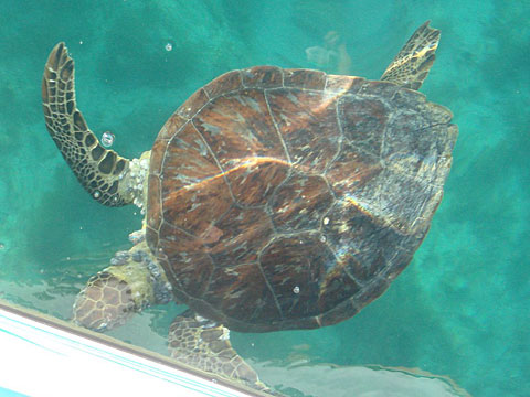 Tartaruga em Abrolhos