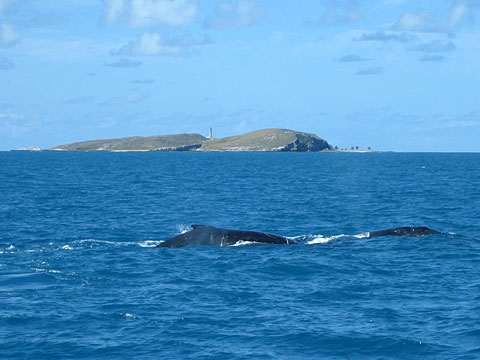 Baleias Jubarte perto das Ilhas de Abrolhos