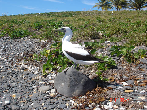 Atobá adulto - Trilha da Ilha Siriba