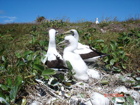 Alimenta-se basicamente de peixes voadores e lulas que captura em profundos mergulhos provocados pela altitude em que se projeta durante seus vôos.