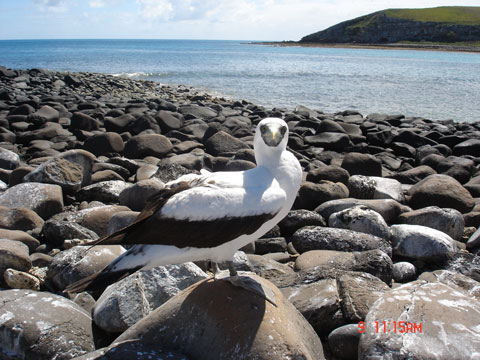 Foto de Atobá - Ilha Siriba - Abrolhos
