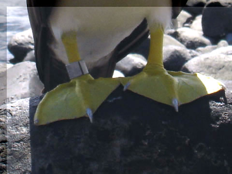 Sula leucogaster - Piloto - pardo ou Atobá marrom