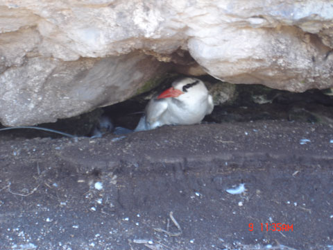 Grazina ou Rabo-de-palha - Abrolhos