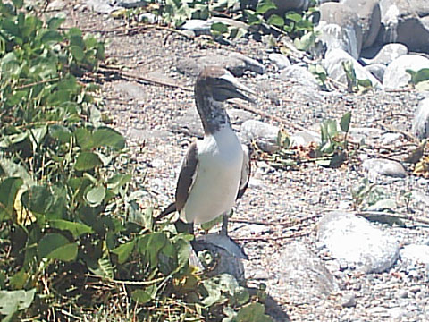 Trilha da llha Siriba - Aves de Abrolhos