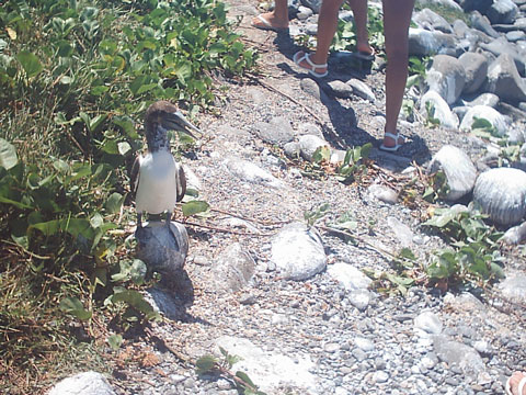 Turista percorrendo a trilha