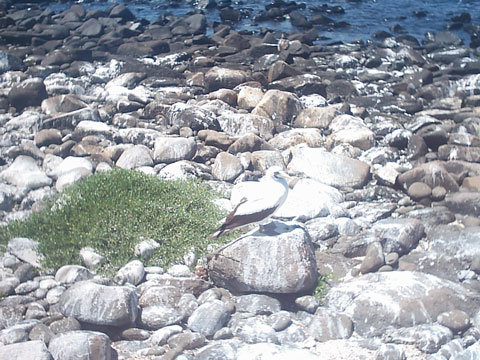 Atobá nas rochas
