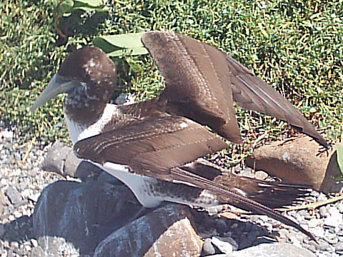 Sula leucogaster - Possui plumagem predominante marrom-escura, com ventre e partes inferiores das asas brancas.