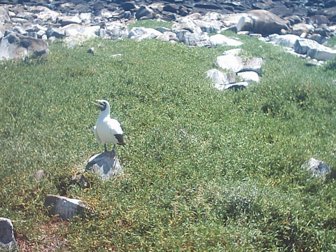 Atobá e vegetação