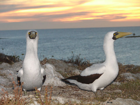 Casal de Atobá ao atardecer em Abrolhos