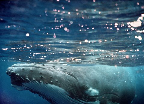 Baleia Jubarte - Abrolhos