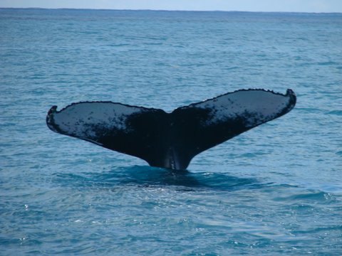 Cauda Baleia - Parcel Abrolhos