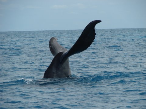 Cauda Baleia Jubarte - Abrolhos
