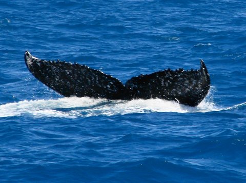 Passeios de um dia a Abrolhos - Avistamento de Baleias Jubarte no Parcel de Abrolhos