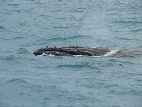 As Verrugas da cabeça das baleias são diferentes de um animal para o outro