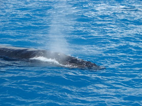 Baleia respirando