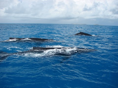 De julho a Novembro há presença de Baleias Jubarte em Abrolhos - Costa das Baleias - Extremo Sul da Bahia - Brasil