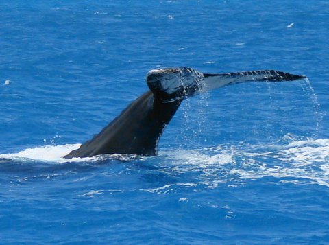 Cauda Baleia Jubarte - Abrolhos