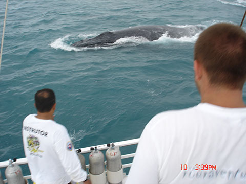 Whalewatching Abrolhos