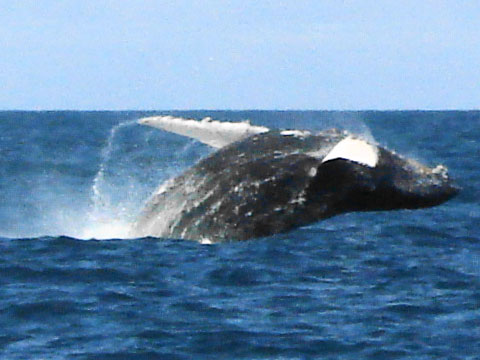 Salto de uma baleia jubarte - Abrolhos