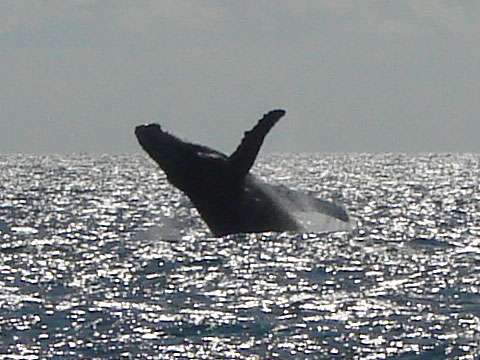 Salto da Baleia Jubarte - Abrolhos