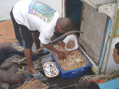 Camarão - pescador de Nova Viçosa