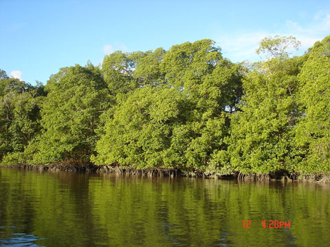Manguezal Rio Peruípe - Ilha da Cassumba - bahia