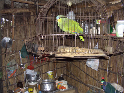 Papagaio - Casa dos Gobira
