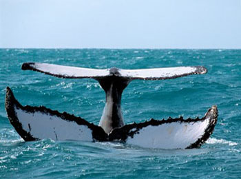 Fotos de Baleias Jubarte