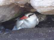 Abrolhos fotos - Aves marinhas