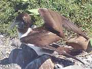 Abrolhos fotos - Aves marinhas