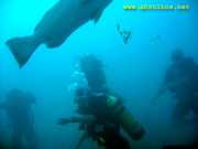Abrolhos fotos - Mergulho em Abrolhos