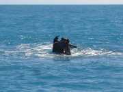 Abrolhos fotos - Mergulho em Abrolhos