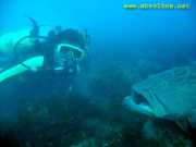 Abrolhos fotos - Mergulho em Abrolhos