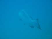 Abrolhos fotos - Mergulho em Abrolhos