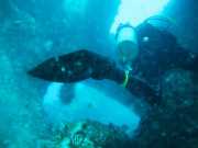 Abrolhos fotos - Mergulho em Abrolhos