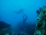Abrolhos fotos - Mergulho em Abrolhos