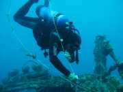 Abrolhos fotos - Mergulho em Abrolhos