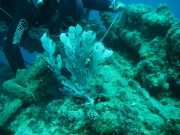 Abrolhos fotos - Mergulho em Abrolhos