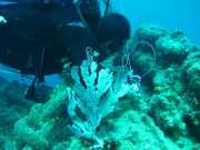 Abrolhos fotos - Mergulho em Abrolhos