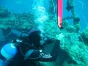 Abrolhos fotos - Mergulho em Abrolhos