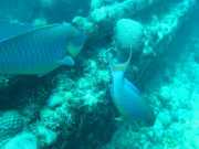 Abrolhos fotos - Mergulho em Abrolhos