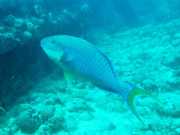 Abrolhos fotos - Mergulho em Abrolhos