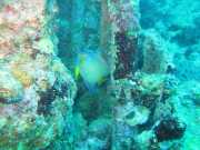 Abrolhos fotos - Mergulho em Abrolhos
