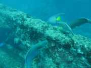 Abrolhos fotos - Mergulho em Abrolhos