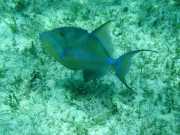 Abrolhos fotos - Mergulho em Abrolhos