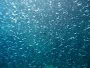 Abrolhos fotos - Mergulho em Abrolhos