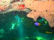 Abrolhos fotos - Mergulho em Abrolhos