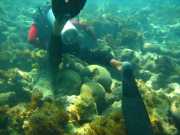 Abrolhos fotos - Mergulho em Abrolhos