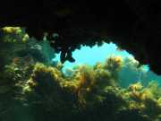 Abrolhos fotos - Mergulho em Abrolhos