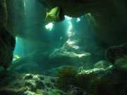 Abrolhos fotos - Mergulho em Abrolhos